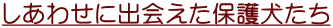 しあわせに出会えた保護犬たち